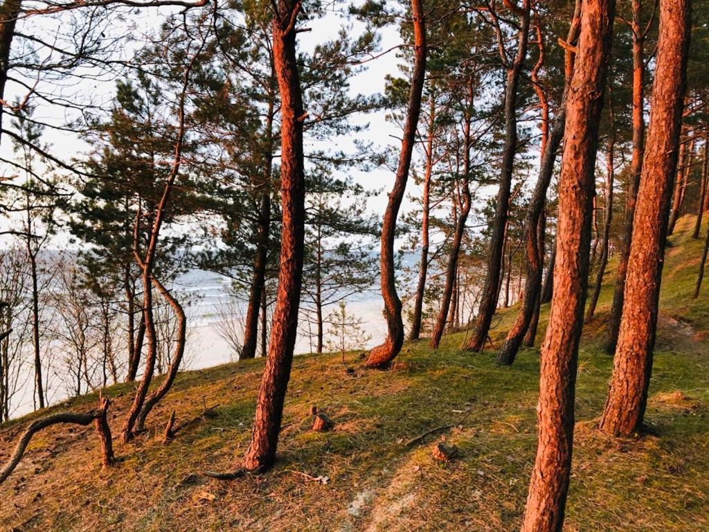 Domki Skowronki Kąty Rybackie Dış mekan fotoğraf